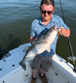 Clean striped bass catch soft plastic lure action