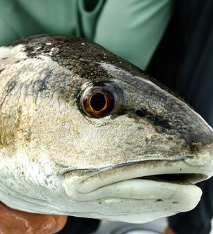 Beautiful Awendaw redfish with that classic copper glow!