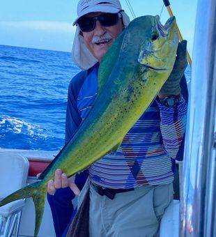 Mahi-Mahi: Coastal Delight In Florida