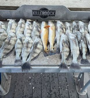 Limit out your catch at Corpus Christi in Texas.