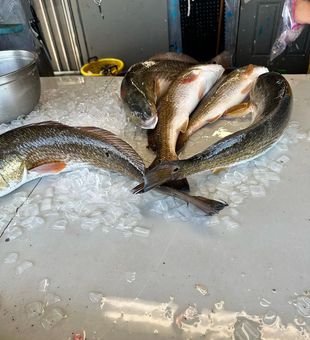 Redfish Fishing: Thrills on Water