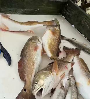 Crushed it with light tackle drift fishing for the redfish!