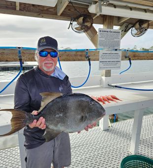 Gulf Shores grey triggerfish making the day complete!