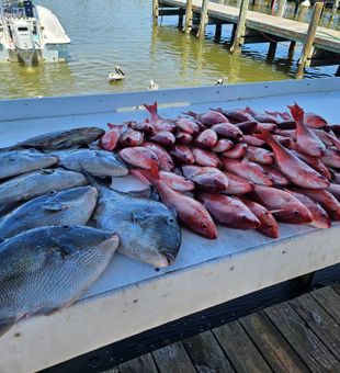 Impressive mix of Triggerfish and Vermilions!