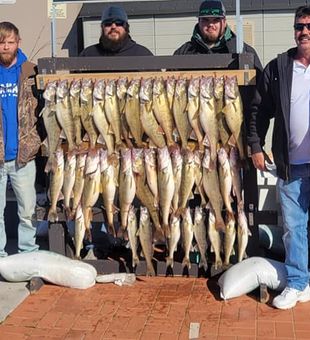 Walleye in Lorain, OH