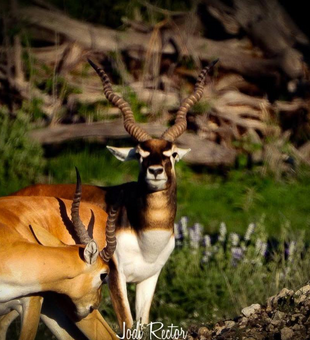 Texas Guided Hunts for Exotics
