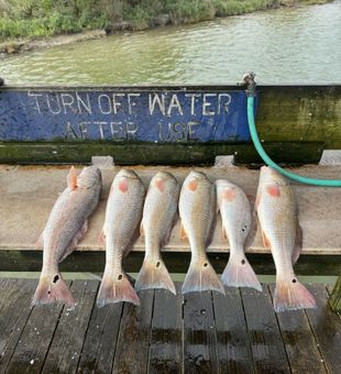 Captivating catch from Port Isabel waters