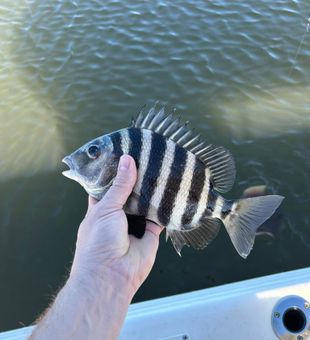 A pretty sheepshead from North Carolina waters