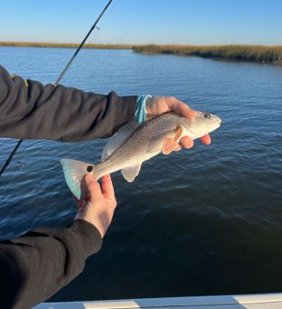 Check out the blue on this one’s tail.