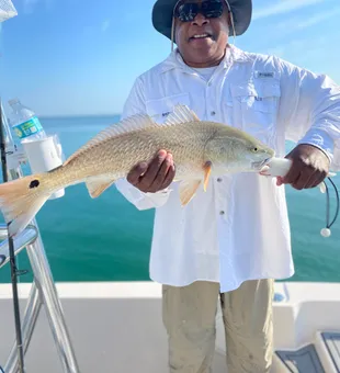 Redfish Fishing in Sarasota Waters!