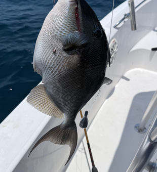Nice grey triggerfish caught in South Florida waters!