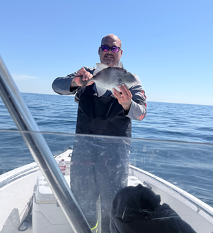 Grey triggerfish landed in South Florida waters!