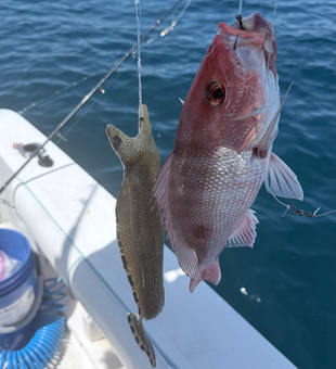 Fresh South Florida red snapper on the lines!