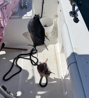 Two big catches hauled aboard in South Florida waters!