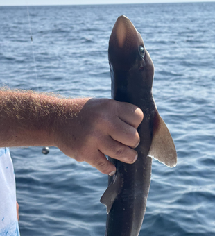 Maine Dusky Smooth-Hound caught on light tackle!