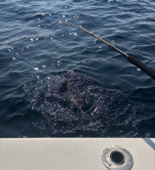 Big catch on light tackle off Maine!