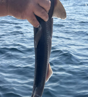Nice dark fish caught on light tackle in Maine!