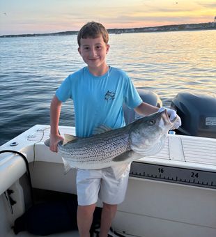 Beautiful striped bass from Wells Harbor Maine waters!