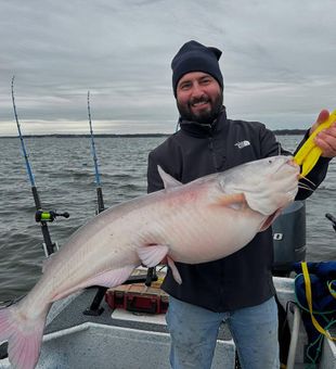 Pumped angler, thick Blue Cat landed
