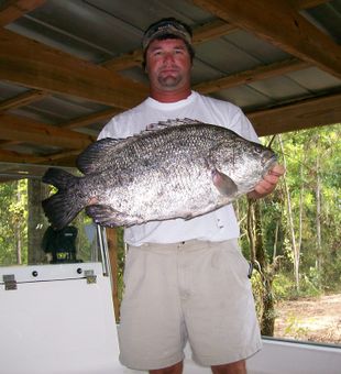 Alabama's prized Tripletail delight