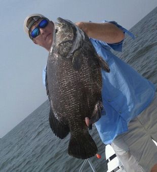 Tripletail beauty in visuals