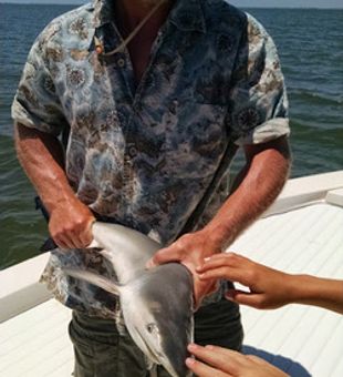 Gulf waters apex predator in visuals