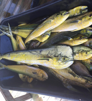 box full of mahi mahi