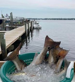 Pensacola Fishing Charters: Redfish Fishing