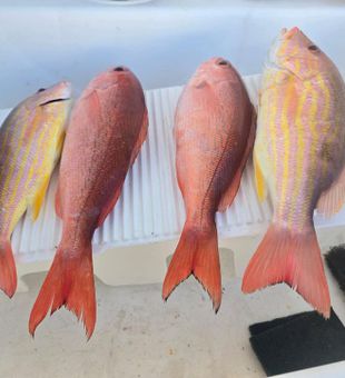 Fresh lane snapper from St. Augustine waters!