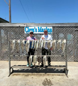 Stripe it lucky with sheepshead and trout