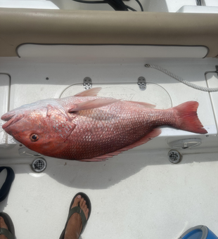 Red Snapper hooked during epic deep sea trolling adventure!