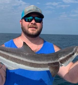 Cobia in Charleston, SC