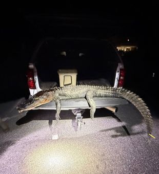 Gator Night! - Panacea, FL.