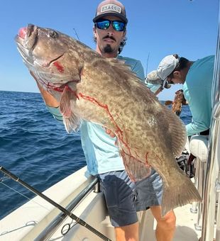 Monster Grouper! -Pensacola, FL.
