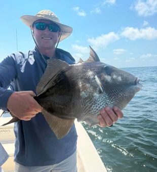 Nice grey triggerfish from Pensacola waters!
