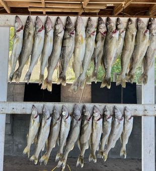 Walleye goals met in Marblehead