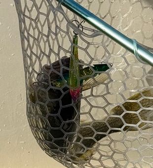 They were so hungry they were hitting multiple baits. Badmo spoon and The pirate antifreeze shallow diver both behind tru trip 40's.