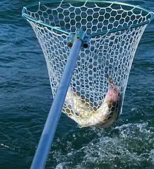 netting them 2 at a time