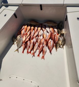 Vermilion snapper haul! 🎣🔥