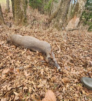 Coastal Pines, Big Deer