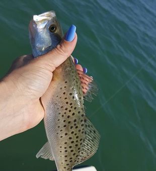 A Day of Florida Fishing Excitement in Englewood