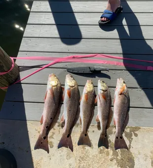  Exploring serene waters for Redfish