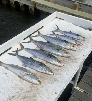 Expert guidance to the best King Mackerel spots.