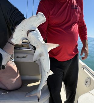 Unique catch, fierce hammerhead shark.