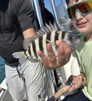 Striped sheepshead, proud moment.