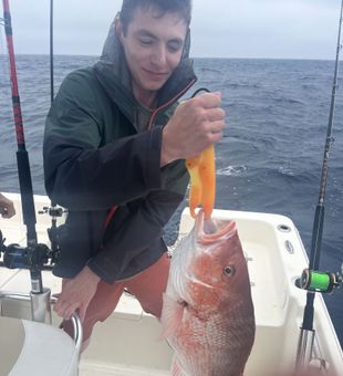 "When in doubt, chase the red snapper."