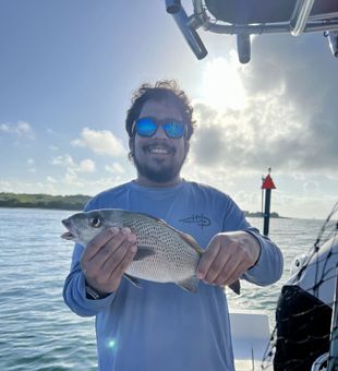 Sunny smile, plump mangrove snapper.