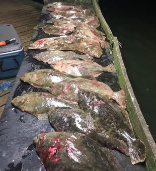 Flounder catch—showing off today’s best! 