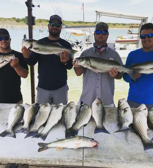 Reeling in the Beauty of a Striped Bass