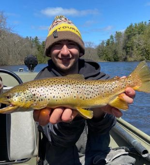 Big Brown Trout, Small Stream